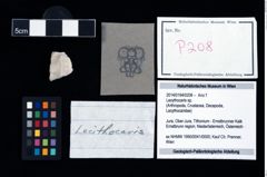 Foto (Objekt + Etikett) von Lecythocaris sp.  (NHMW-GEO-2014-0194-0208)